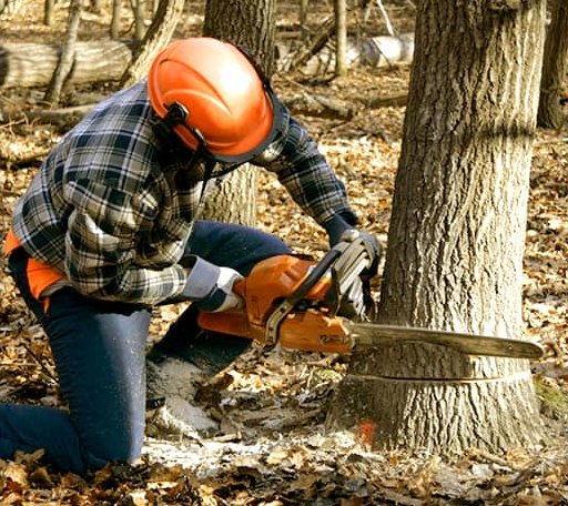 Tree Removal in Keyport, WA